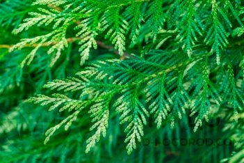 Thuja occidentalis Zebrina Aurea