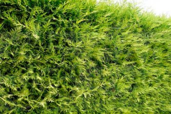Thuja occidentalis Zebrina Aurea