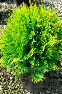 Thuja occidentalis Globosa Aurea