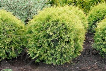 Thuja occidentalis Globosa Aurea