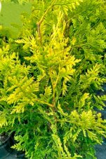 Туя западная Голден Брабант Thuja occidentalis Golden Brabant