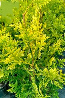 Thuja occidentalis Golden Brabant