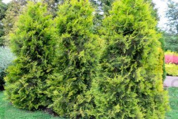 Thuja occidentalis Golden Brabant