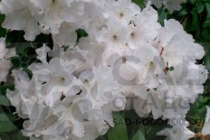 Рододендрон Белый Лебедь Rhododendron White Swan