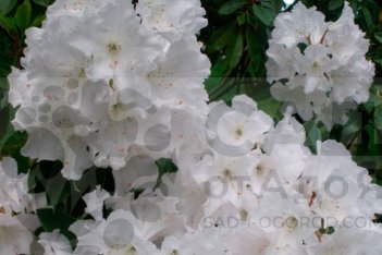 Рододендрон Белый Лебедь Rhododendron White Swan
