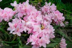 Рододендрон Школьница Rhododendron Schoolgirl