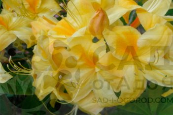 Рододендрон Голден Сансет Rhododendron Golden Sunset