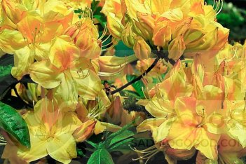 Рододендрон Голден Сансет Rhododendron Golden Sunset