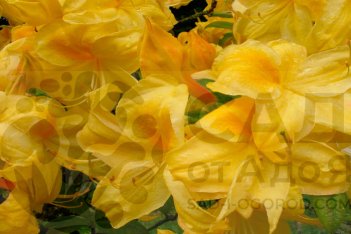 Рододендрон Голден Сансет Rhododendron Golden Sunset
