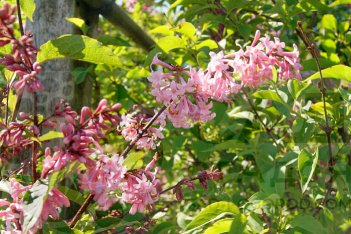 Сирень Престон Мисс Япония Syringa prestoniae Miss Japan