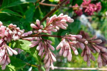 Сирень Престон Мисс Япония Syringa prestoniae Miss Japan