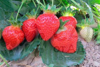 Земляника садовая Теа Fragaria ananassa Tea