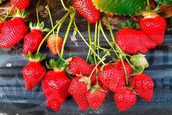 Земляника садовая Теа Fragaria ananassa Tea