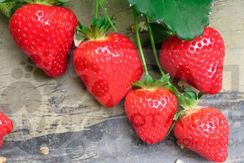 Земляника садовая Теа Fragaria ananassa Tea