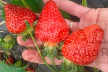 Земляника садовая Теа Fragaria ananassa Tea