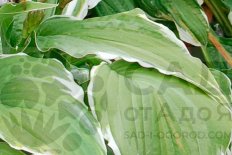 Хоста Моерхейм Hosta Moerheim
