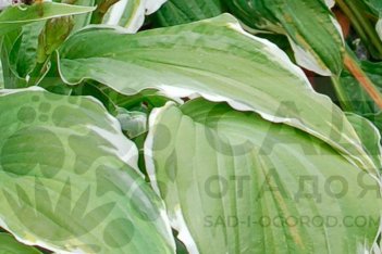 Хоста Моерхейм Hosta Moerheim