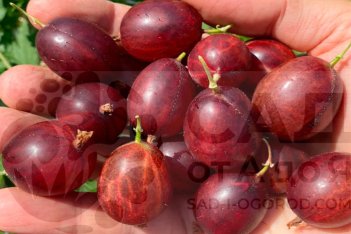 Крыжовник Каменяр