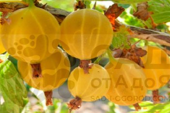 Крыжовник Куршу Дзинтарс Ribes uva-crispa Kuršu Dzintars