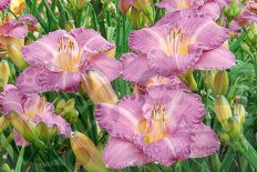 Лилейник Интрэпмент Hemerocallis hybrid Entrapment