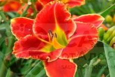 Лилейник Файр Энд Фог Hemerocallis hybrid Fire And Fog