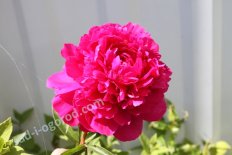 Пион молочноцветковый Канзас Paeonia Kansas