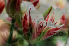Тюльпан зеленоцветковый Tulipa Flaming Springgreen
