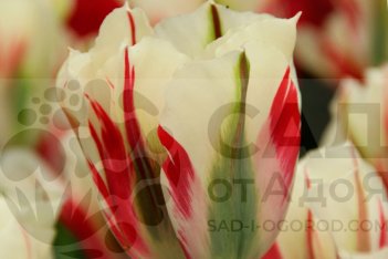 тюльпан Flaming Springgreen