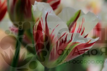 цветок тюльпан Flaming Springgreen