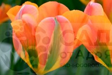 Тюльпан зеленоцветковый Оранж Мармелад Tulipa Orange Marmelade
