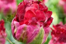 Тюльпан Айс Крим Кренберри махровый поздний Tulipa Ice Cream Cranberry