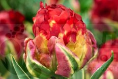 Тюльпан Айс Крим Сорбет махровый поздний Tulipa Ice Cream Sorbet