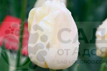Тюльпан Айвори Флорадейл Tulipa Ivory Floradale