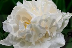 Тюльпан махровый Маунт Такома Tulipa Mount Tacoma