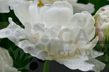 Маунт Такома Tulipa Mount Tacoma