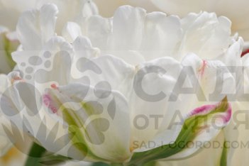 Тюльпан махровый Mount Tacoma