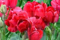 Тюльпан многоцветковый Файери Клаб Tulipa Fiery Club