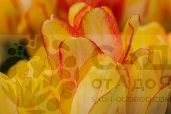 Тюльпан многоцветковый Саншайн Клаб Tulipa Sunshine Club 