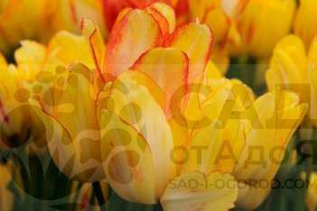 Тюльпан многоцветковый Саншайн Клаб Tulipa Sunshine Club 