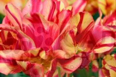 Тюльпан многоцветковый Вондер Клаб Tulipa Wonder Club