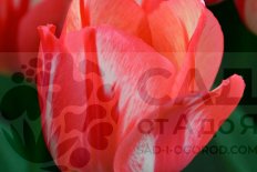 Тюльпан триумф Спринг Брейк Tulipa Spryng Break