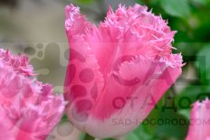 Tulipa Fancy Frills