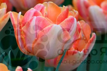 Tulipa Foxy Foxtrot