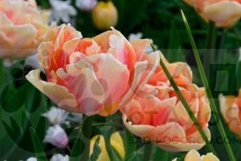 Tulipa Foxy Foxtrot
