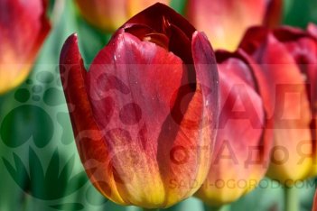 Тюльпан Эмберглоу Tulipa Amberglow