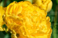 Тюльпан махровый Йеллоу помпонет Tulipa Yellow Pomponette