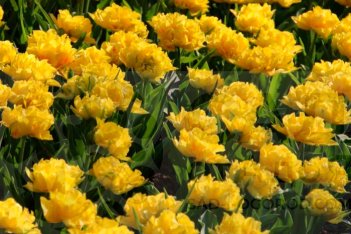 Тюльпан махровый Йеллоу помпонет Tulipa Yellow Pomponette