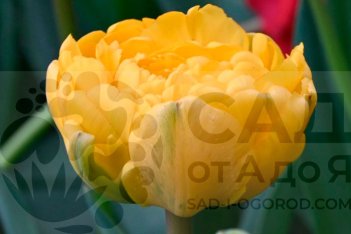 Тюльпан махровый Йеллоу помпонет Tulipa Yellow Pomponette