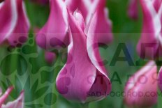Тюльпан лилиецветный Баллада Tulipa Ballade