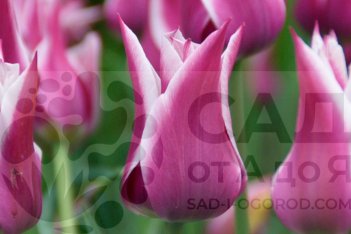 Тюльпан лилиецветный Баллада Tulipa Ballade